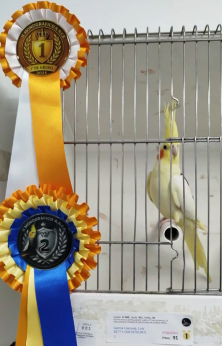 Ave de Aviario La Plana