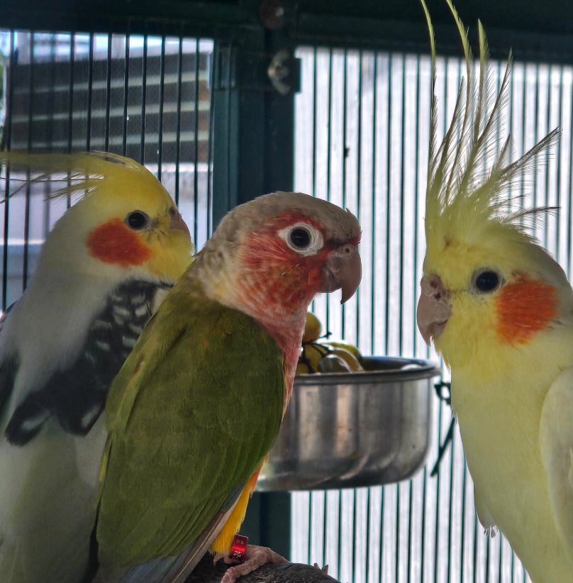 Ave de Aviario La Plana