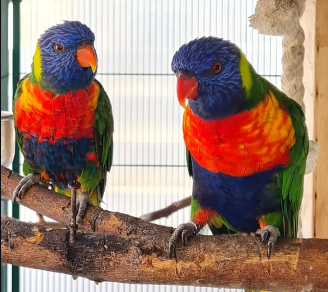 Loris arcoíris de Aviario La Plana
