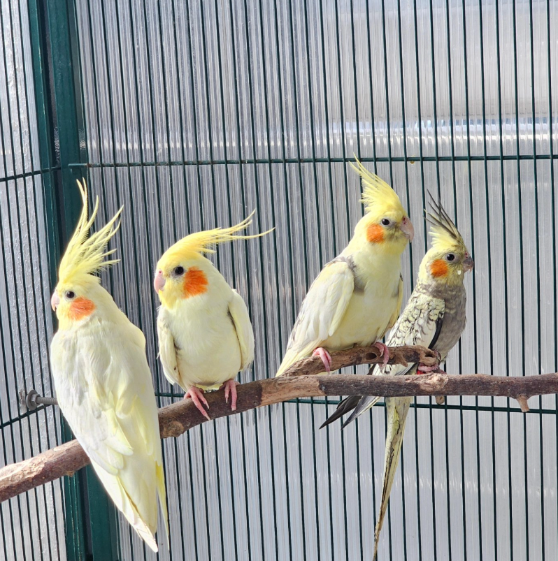 Ninfas de Aviario La Plana